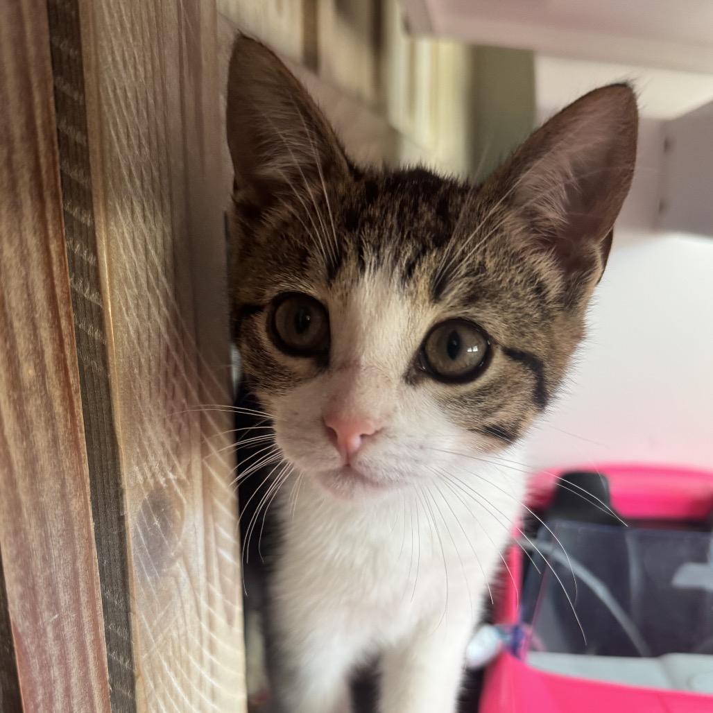 Athena, Adoptable, Kitten Female Domestic Short Hair.