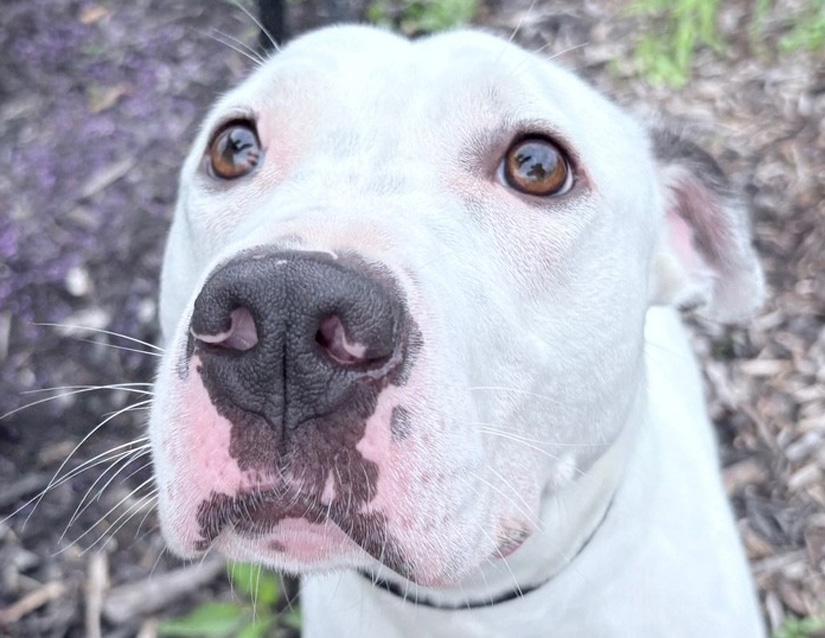 Millie, a Adoptable mixed breed in Columbus, IN image 2/3