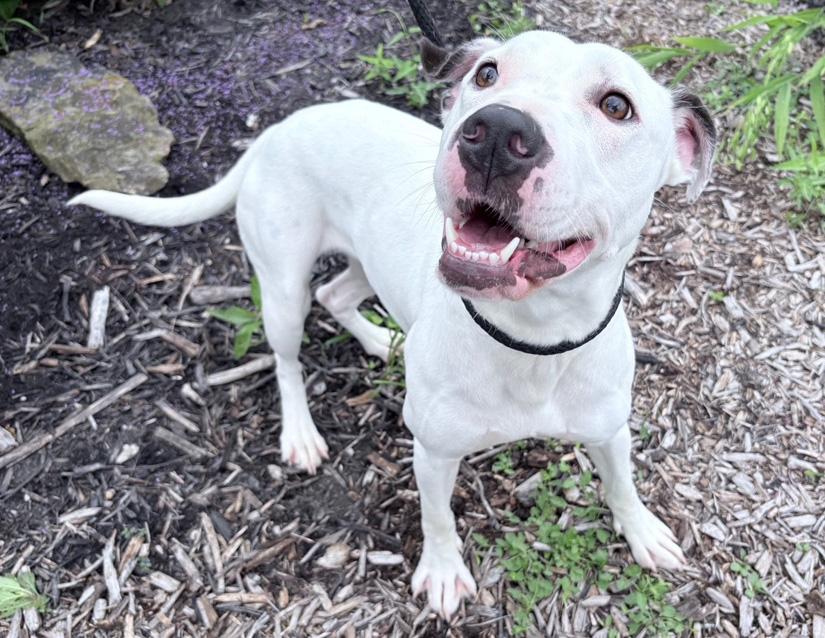Millie, a Adoptable mixed breed in Columbus, IN image 3/3