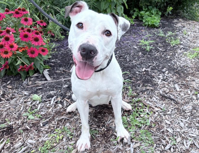 Millie, Adoptable, Adult Female Pit Bull Terrier & Dogo Argentino.