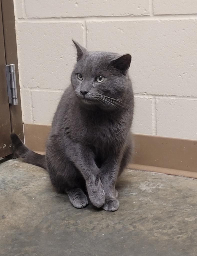 MICHAEL, Adoptable, Adult Male Domestic Short Hair.