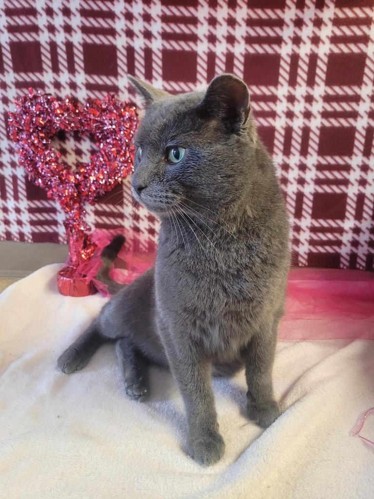 MICHAEL, Adoptable, Adult Male Domestic Short Hair.