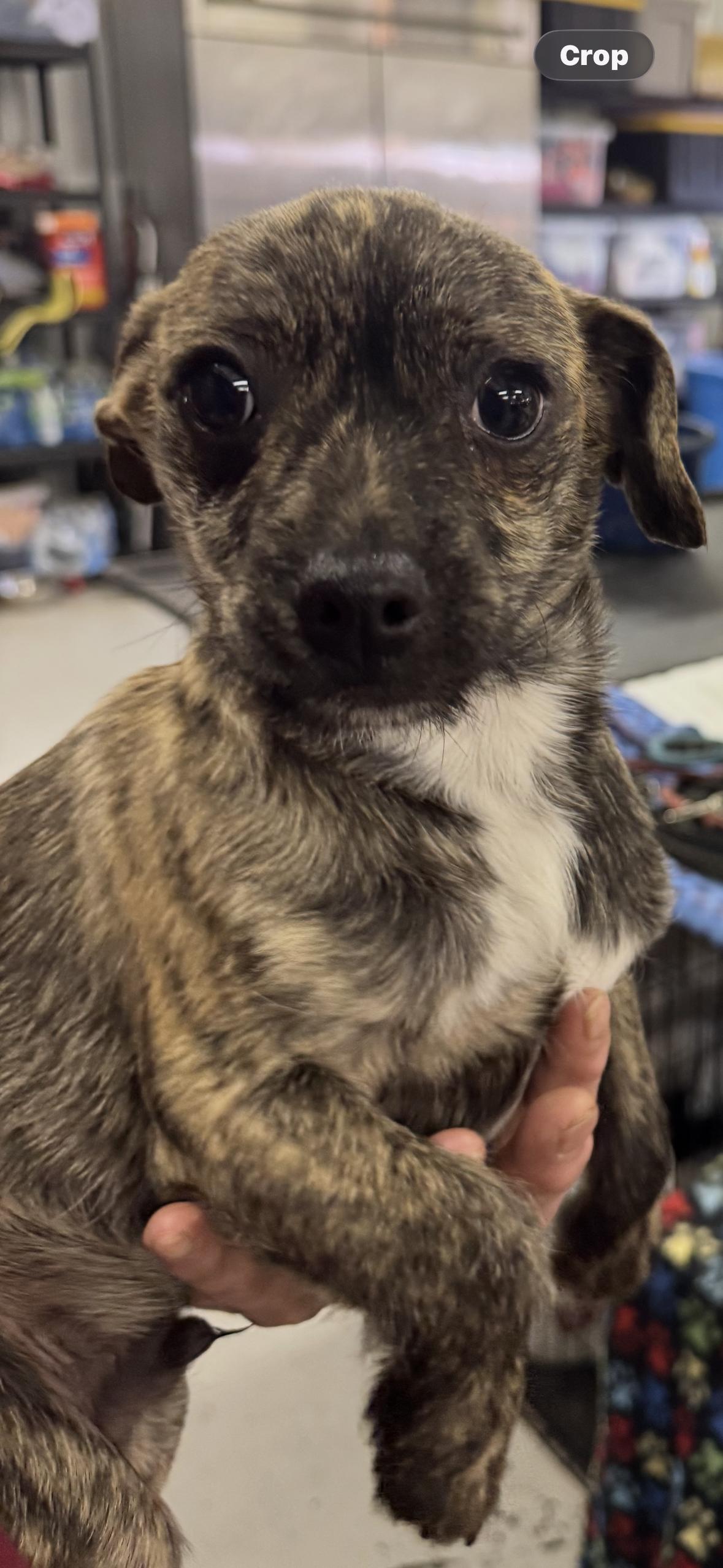 Duke, adopted, Puppy Male Chihuahua.