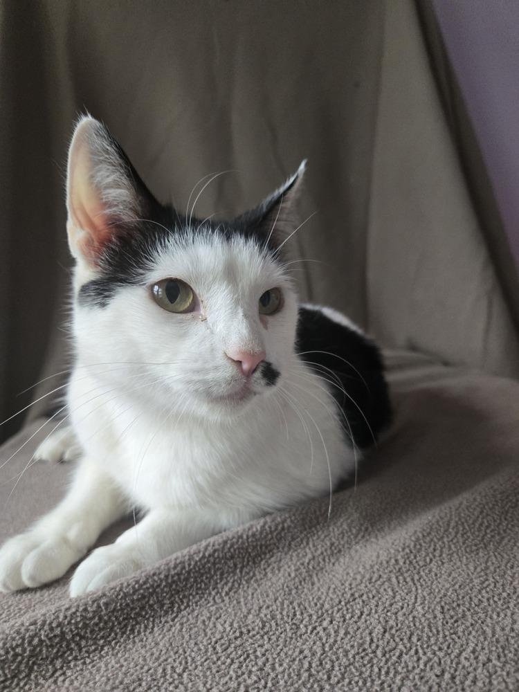 Toupee Tammy, a Adoptable mixed breed in Wheaton, IL image 1/3