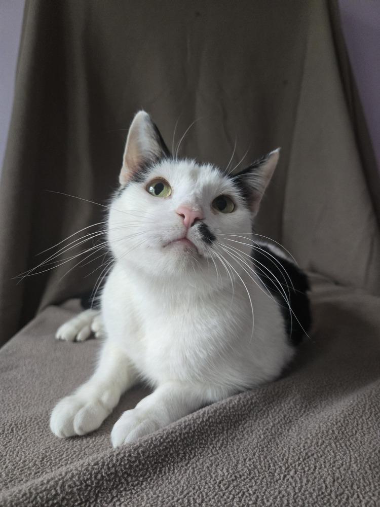 Toupee Tammy, a Adoptable mixed breed in Wheaton, IL image 2/3