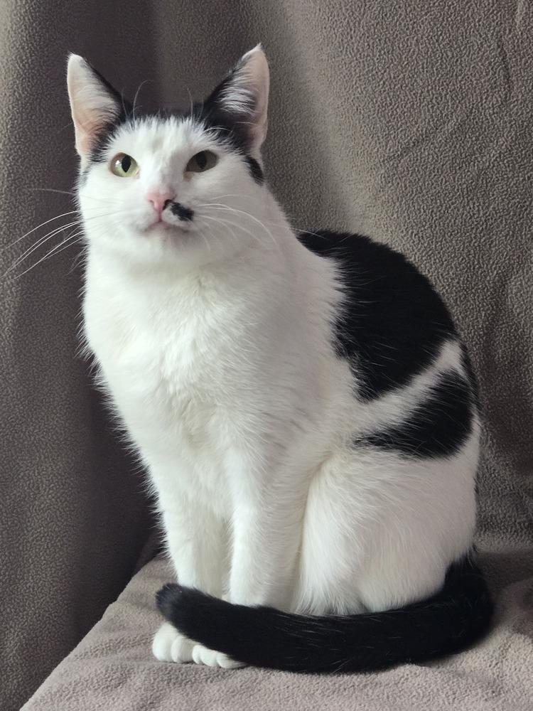 Toupee Tammy, a Adoptable mixed breed in Wheaton, IL image 3/3