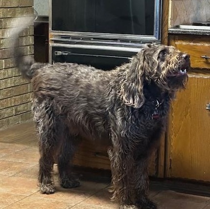 AUSSIE-TX, a Adoptable Labradoodle in Temple, TX image 5/6