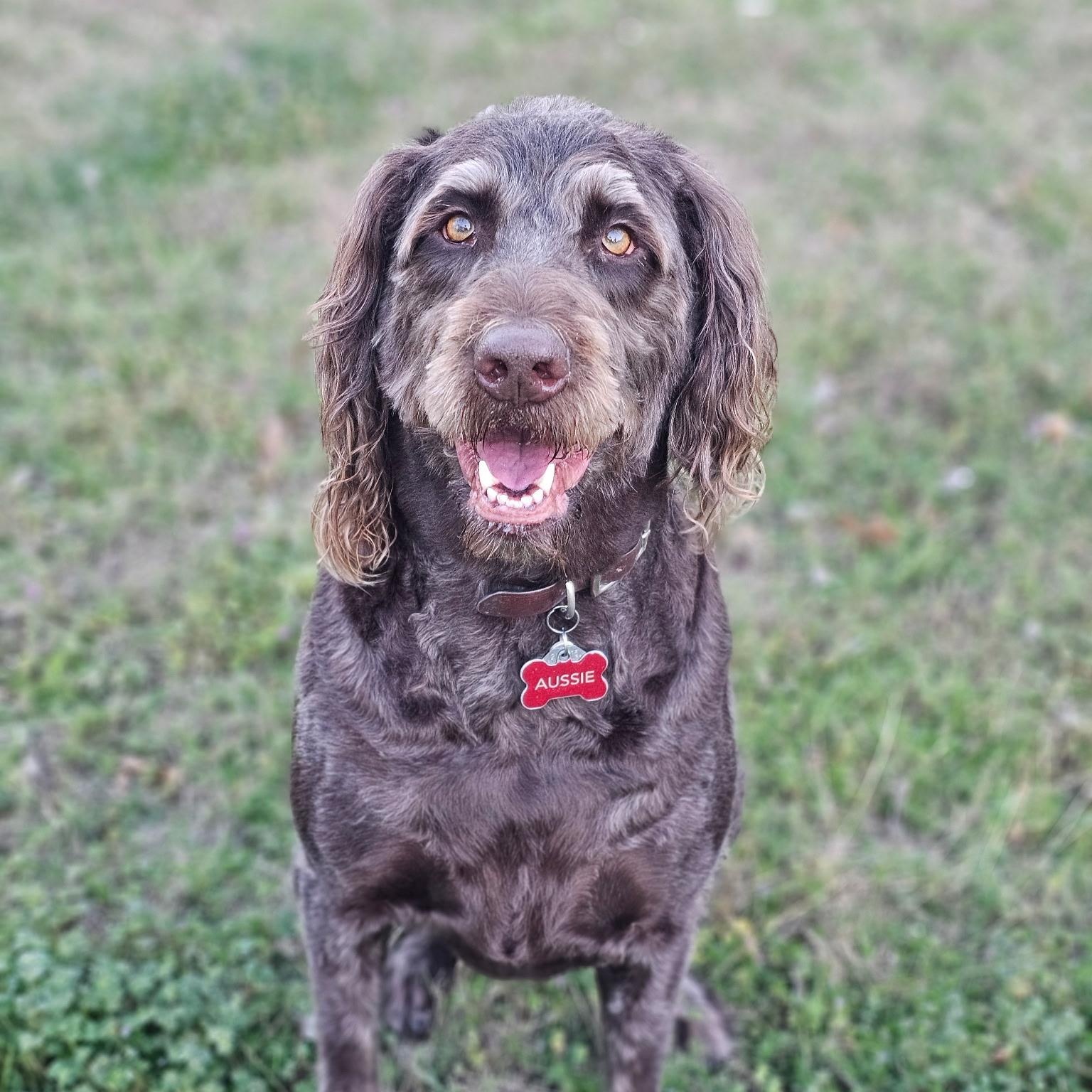 AUSSIE-TX, Adoptable, Adult Male Labradoodle.