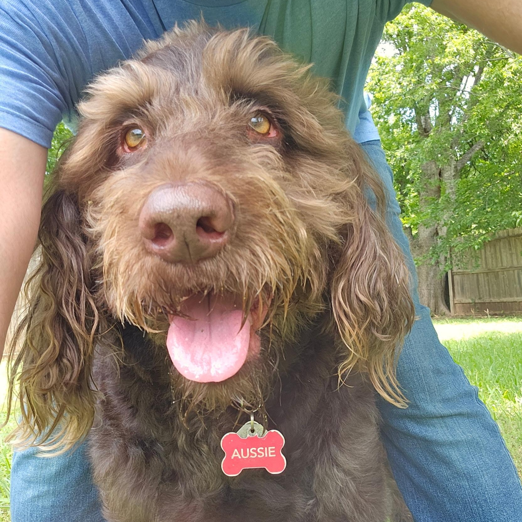 AUSSIE-TX, a Adoptable Labradoodle in Temple, TX image 2/6