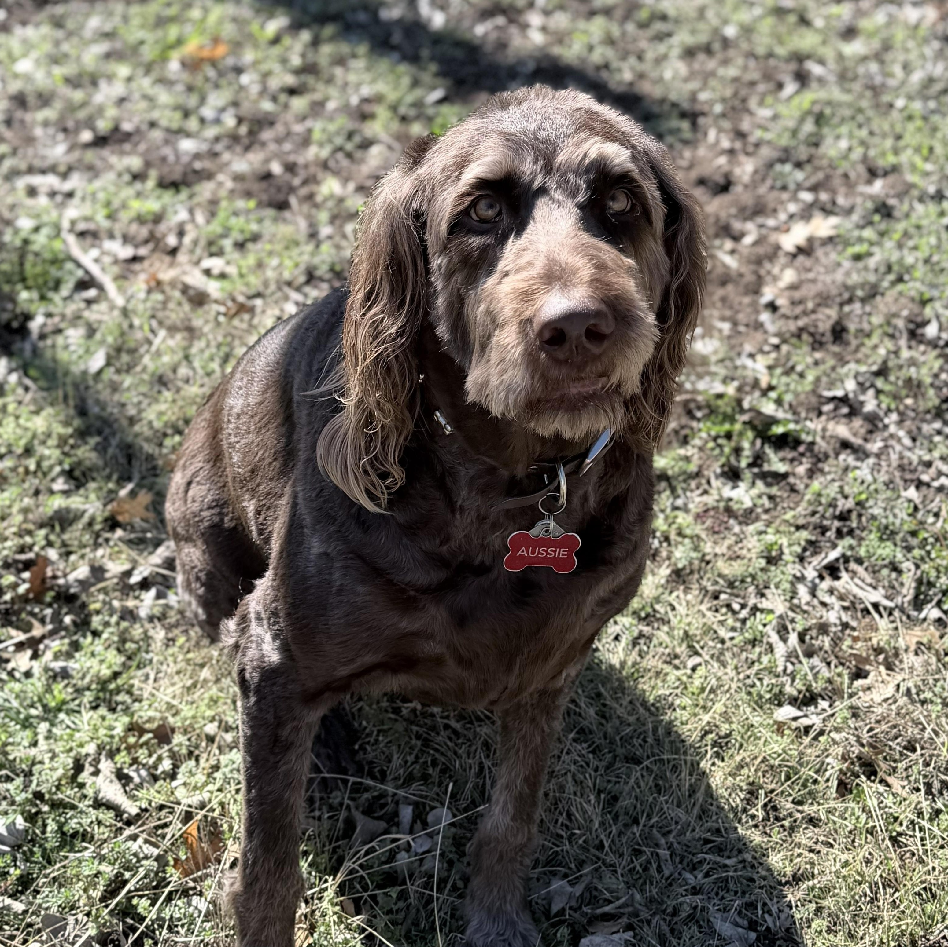 AUSSIE-TX, a Adoptable Labradoodle in Temple, TX image 4/6