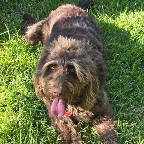 AUSSIE-TX, a Adoptable Labradoodle in Temple, TX image 3/6