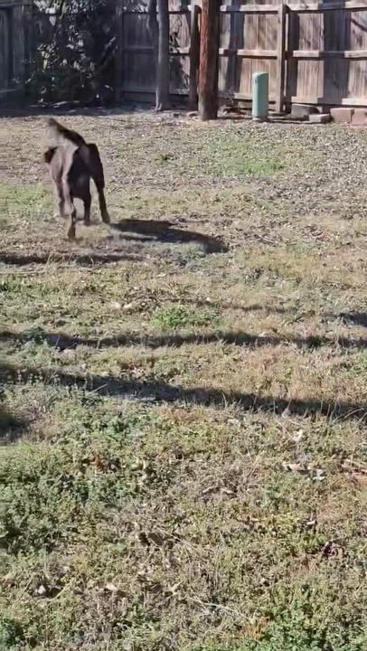 Enlarge AUSSIE-TX, a Adoptable Labradoodle in Temple, TX video 6/6