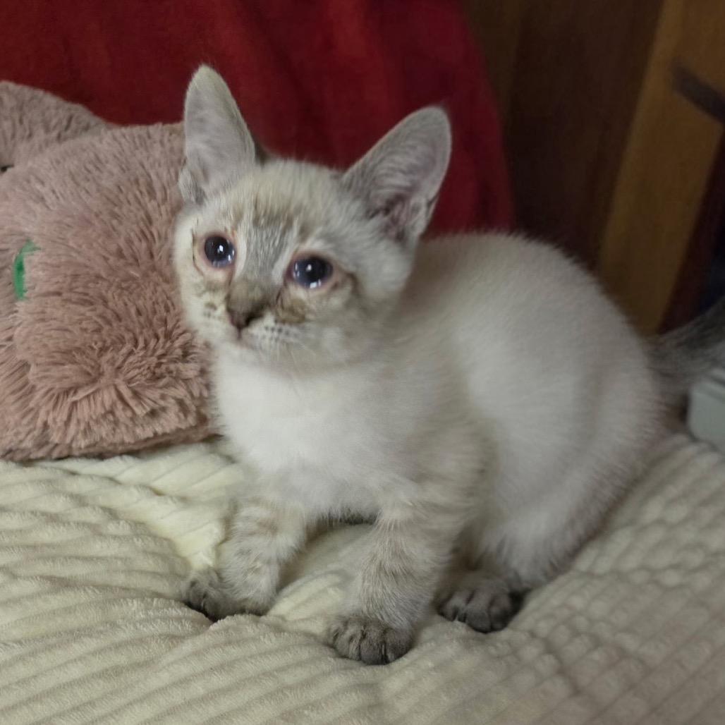 NAPOLEON, adopted, Kitten Male Domestic Short Hair.