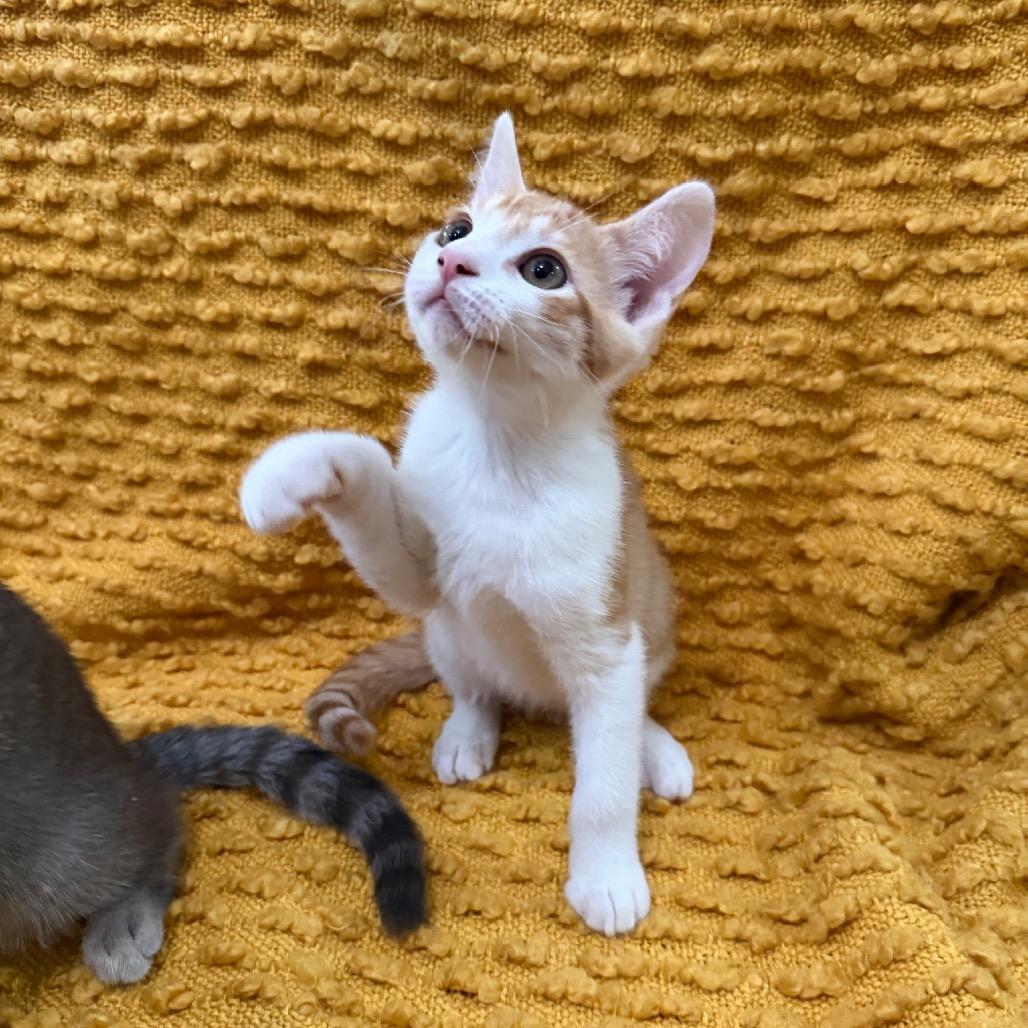 Tamago, Adoptable, Kitten Male Domestic Short Hair.