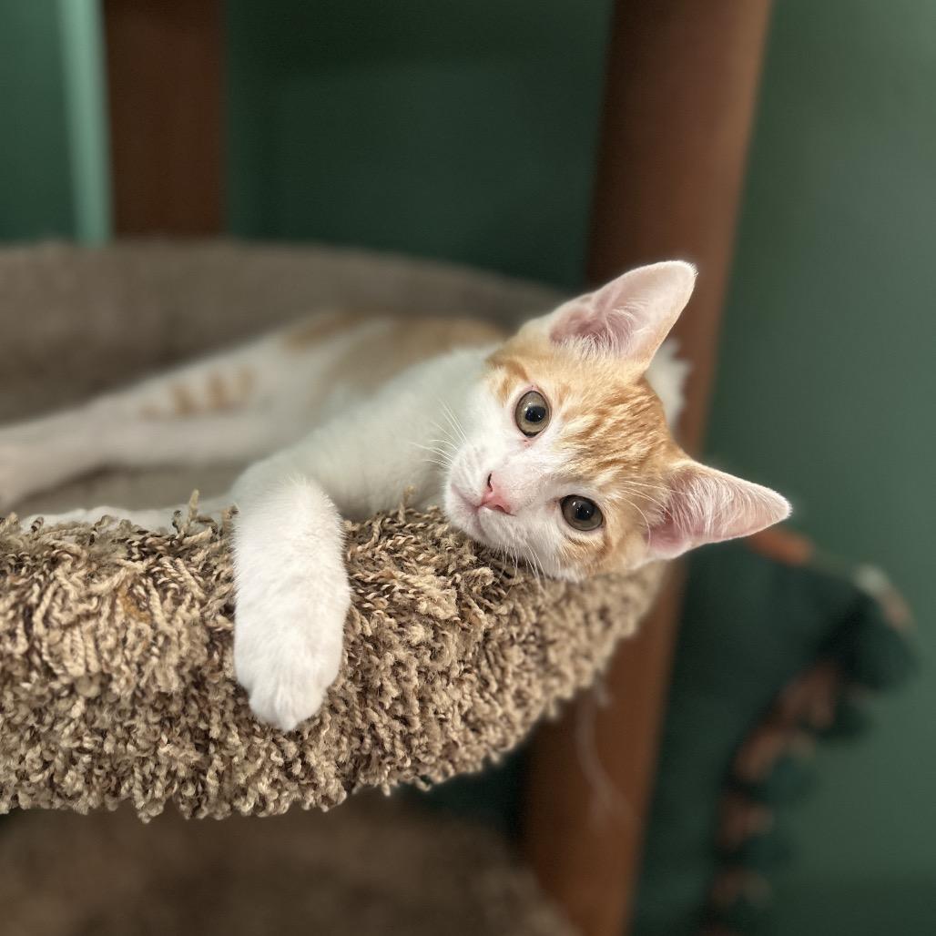 Tamago, a Adoptable Domestic Short Hair in Studio City, CA image 2/3