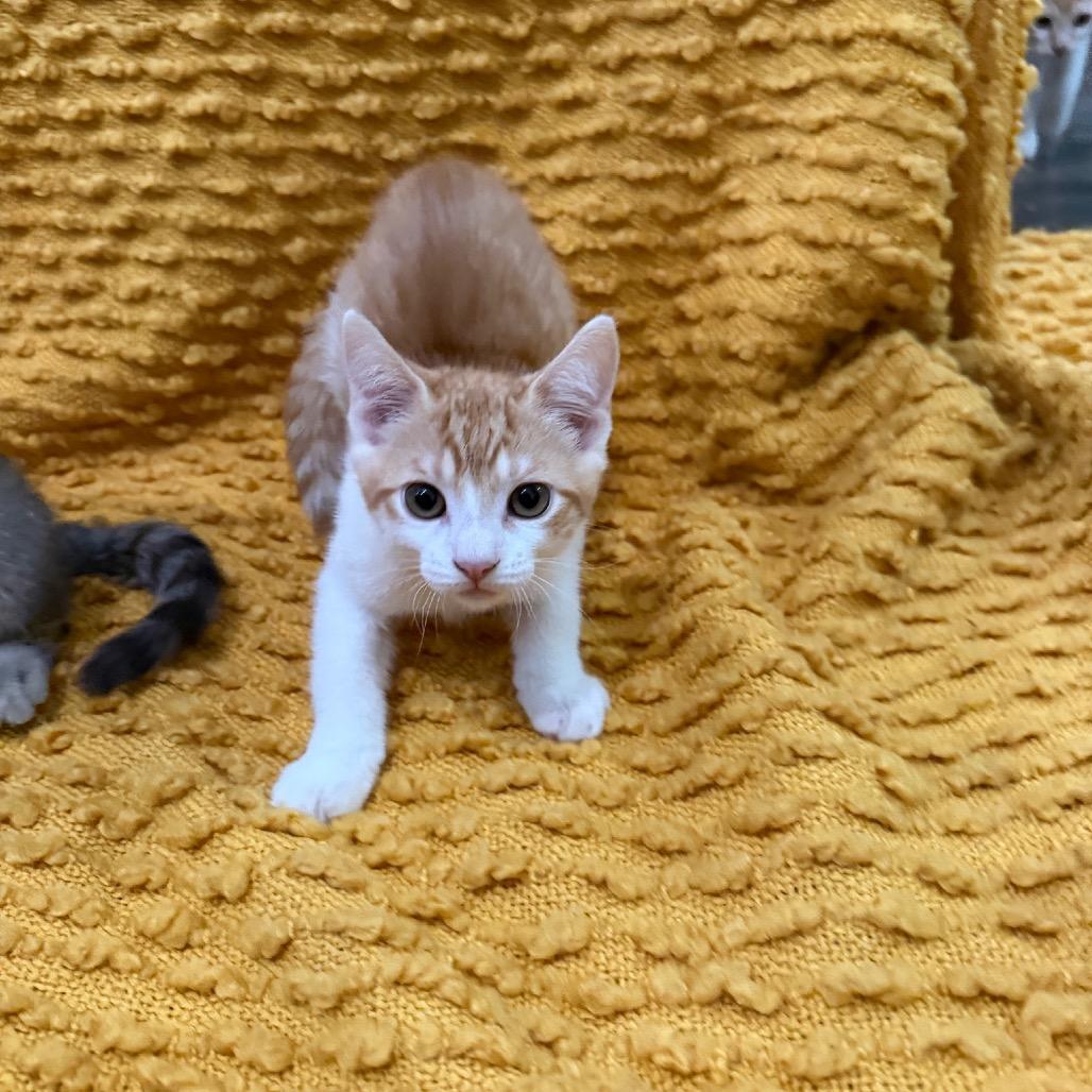 Tamago, a Adoptable Domestic Short Hair in Studio City, CA image 3/3