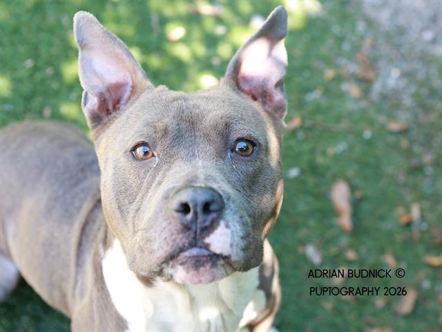 Velma, an adoptable mixed breed in Nashville, TN image 2/5