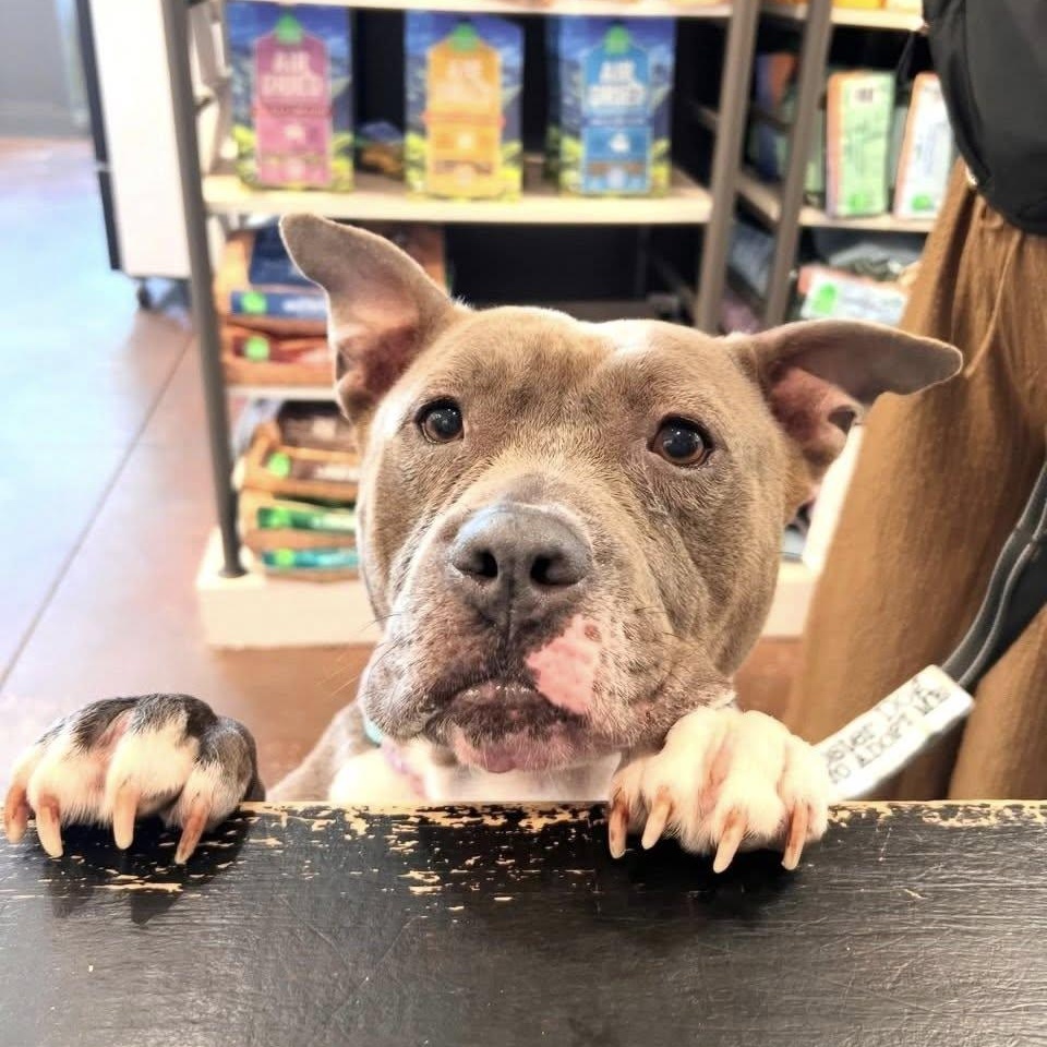 Velma, an adoptable mixed breed in Nashville, TN image 3/5