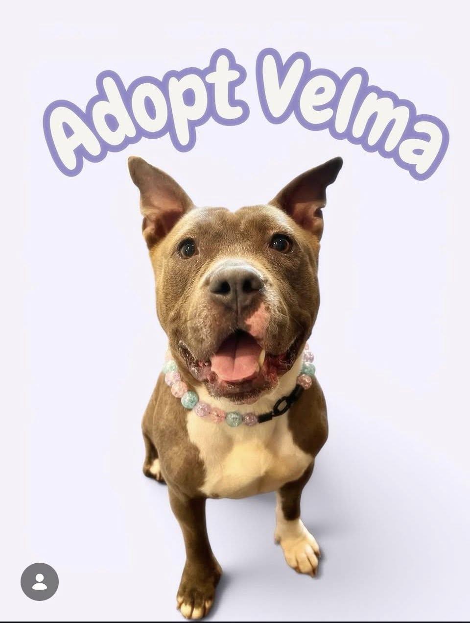 Velma, an adoptable mixed breed in Nashville, TN image 1/5