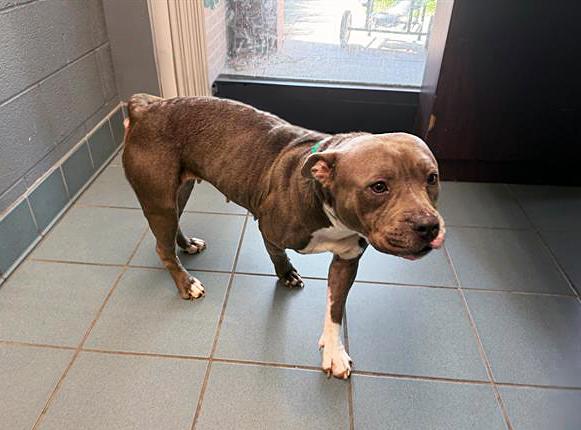 Velma, an adoptable mixed breed in Nashville, TN image 5/5