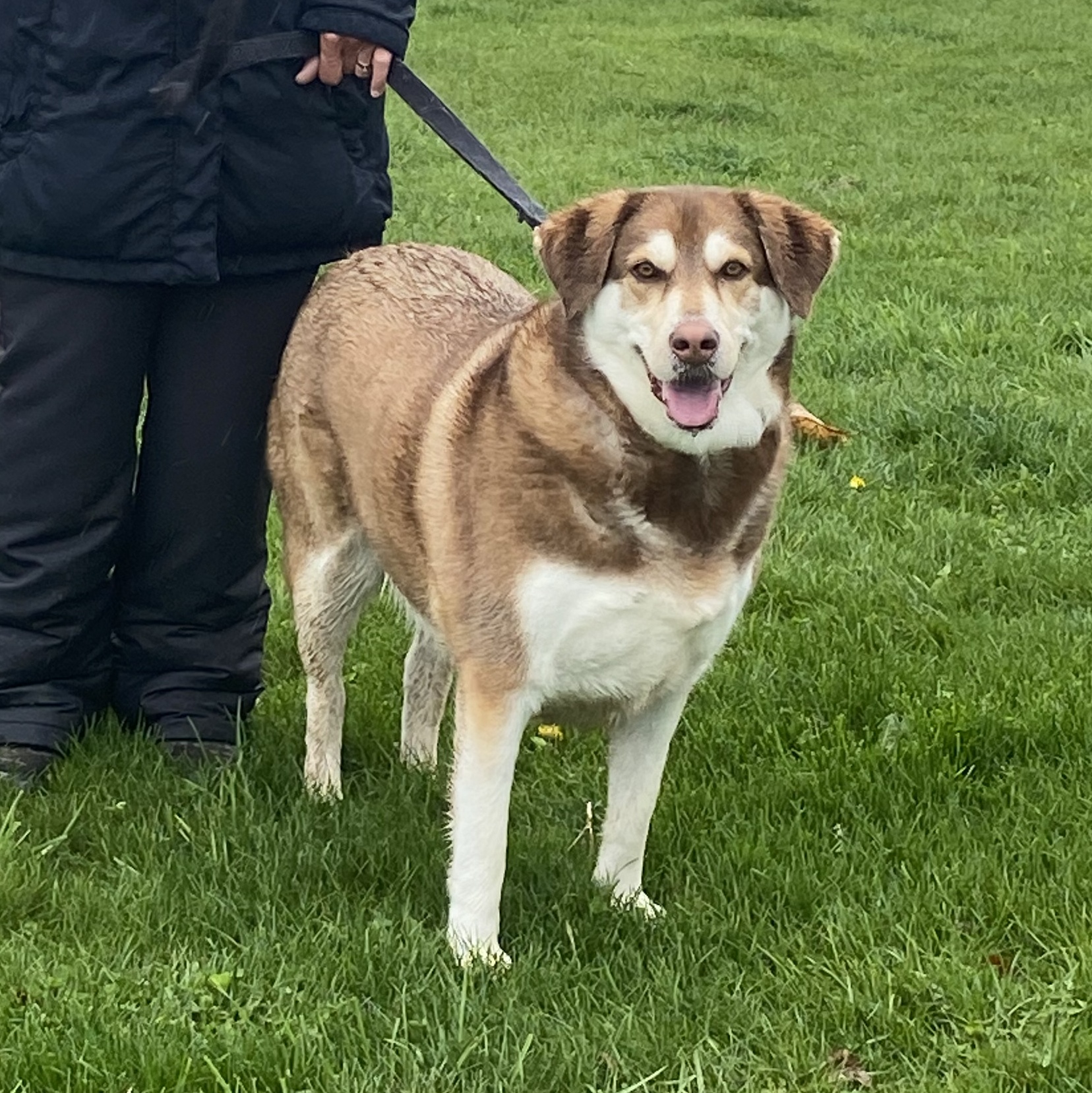 Dog for adoption Honey, a Siberian Husky Mix in Elyria, OH Petfinder