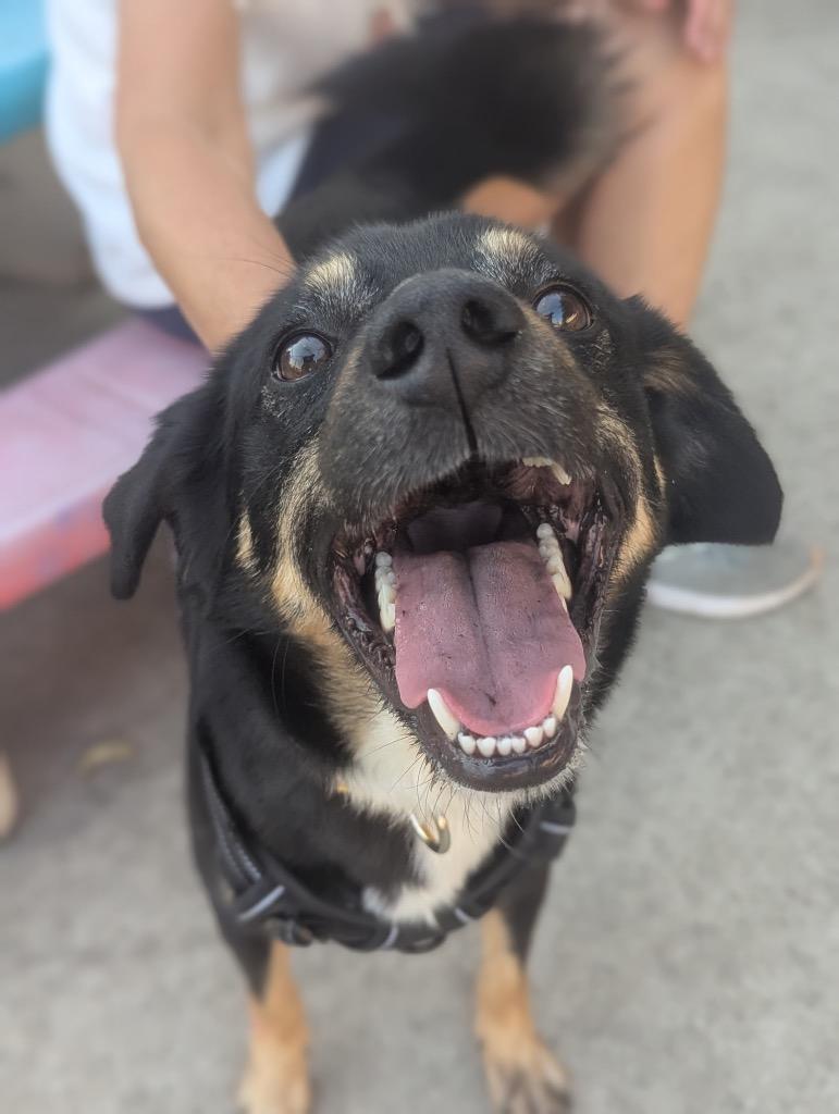 Enlarge Coco, a Adoptable mixed breed in Shorewood, IL image 1/5