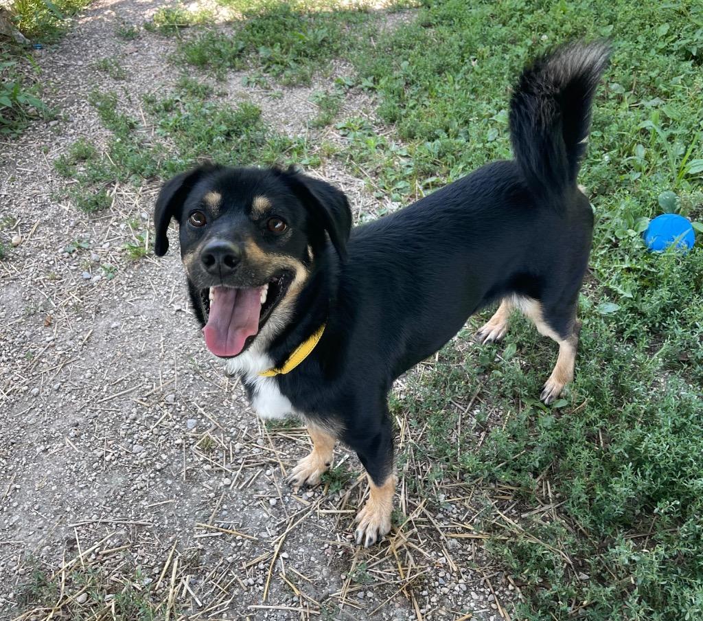 Enlarge Coco, a Adoptable mixed breed in Shorewood, IL image 2/5