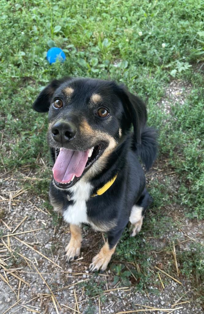 Enlarge Coco, a Adoptable mixed breed in Shorewood, IL image 3/5