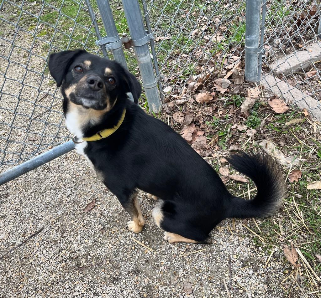 Enlarge Coco, a Adoptable mixed breed in Shorewood, IL image 4/6