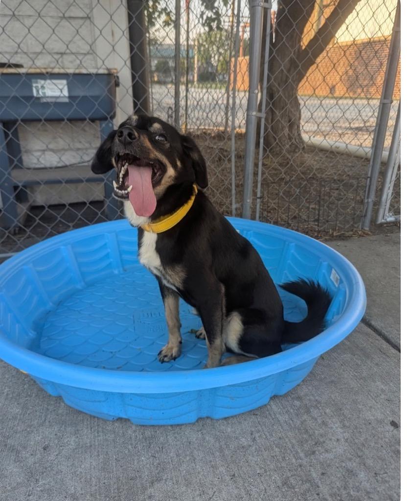Enlarge Coco, a Adoptable mixed breed in Shorewood, IL image 4/5