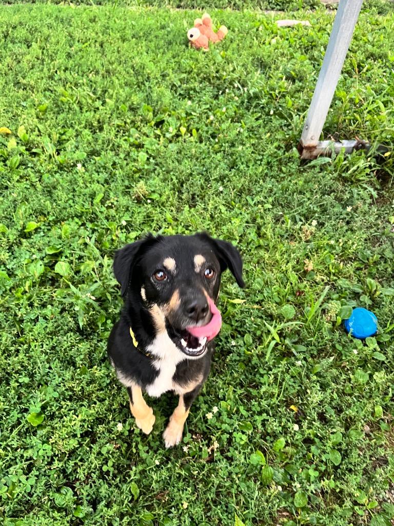 Enlarge Coco, a Adoptable mixed breed in Shorewood, IL image 5/5