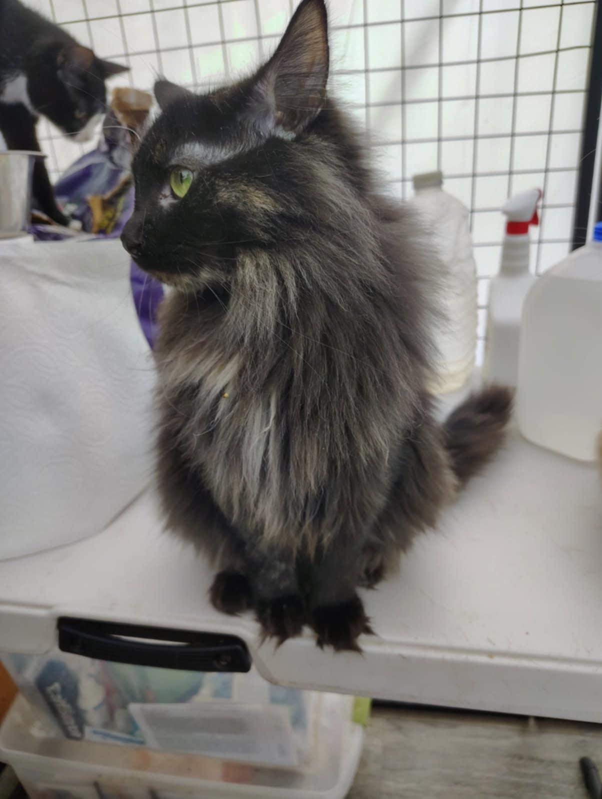 Taz , an adoptable mixed breed in Oakville, WA image 3/3