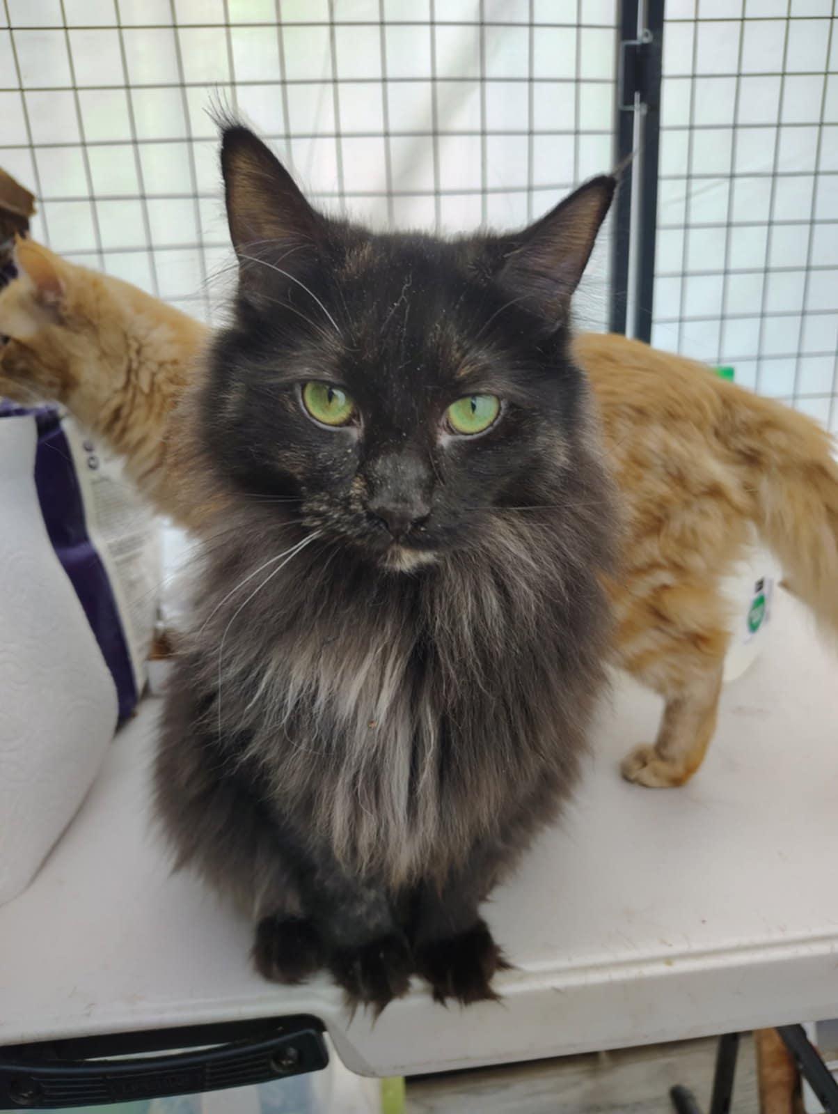 Taz , adoptable, Adult Female Domestic Medium Hair.