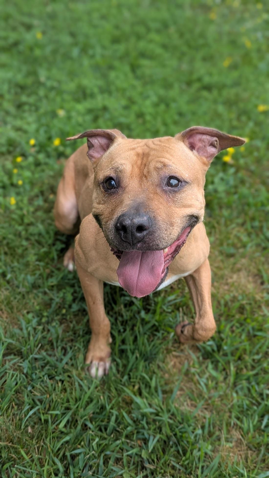 Chai, Adult Female unknown