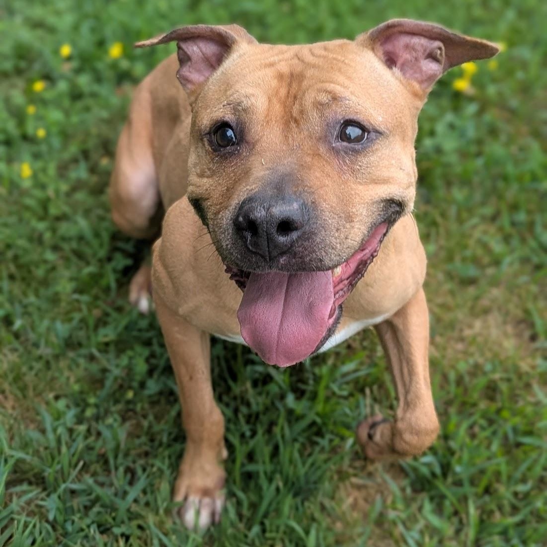Chai, Adult Female unknown