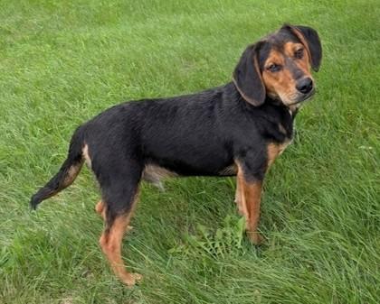 Raphael, Adoptable, Young Male Beagle & Mixed Breed.