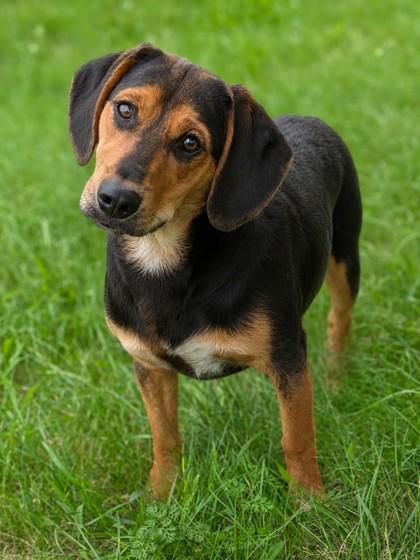 Enlarge Raphael, a Adoptable mixed breed in Baraboo, WI image 2/3