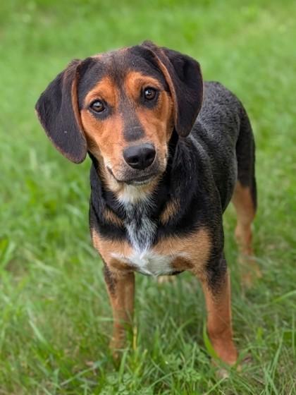 Enlarge Raphael, a Adoptable mixed breed in Baraboo, WI image 3/3