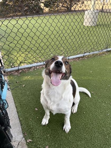 Jeb, Adoptable, Adult Male Mixed Breed & Mixed Breed.