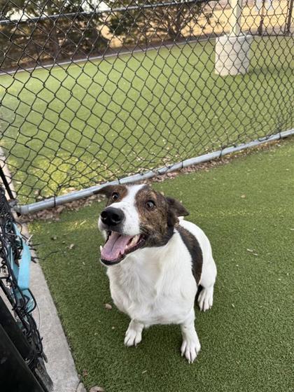 Jeb, a Adoptable mixed breed in Hutchinson, KS image 2/3