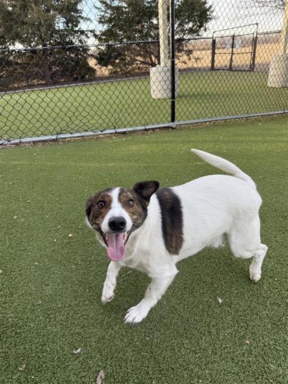 Jeb, a Adoptable mixed breed in Hutchinson, KS image 3/3