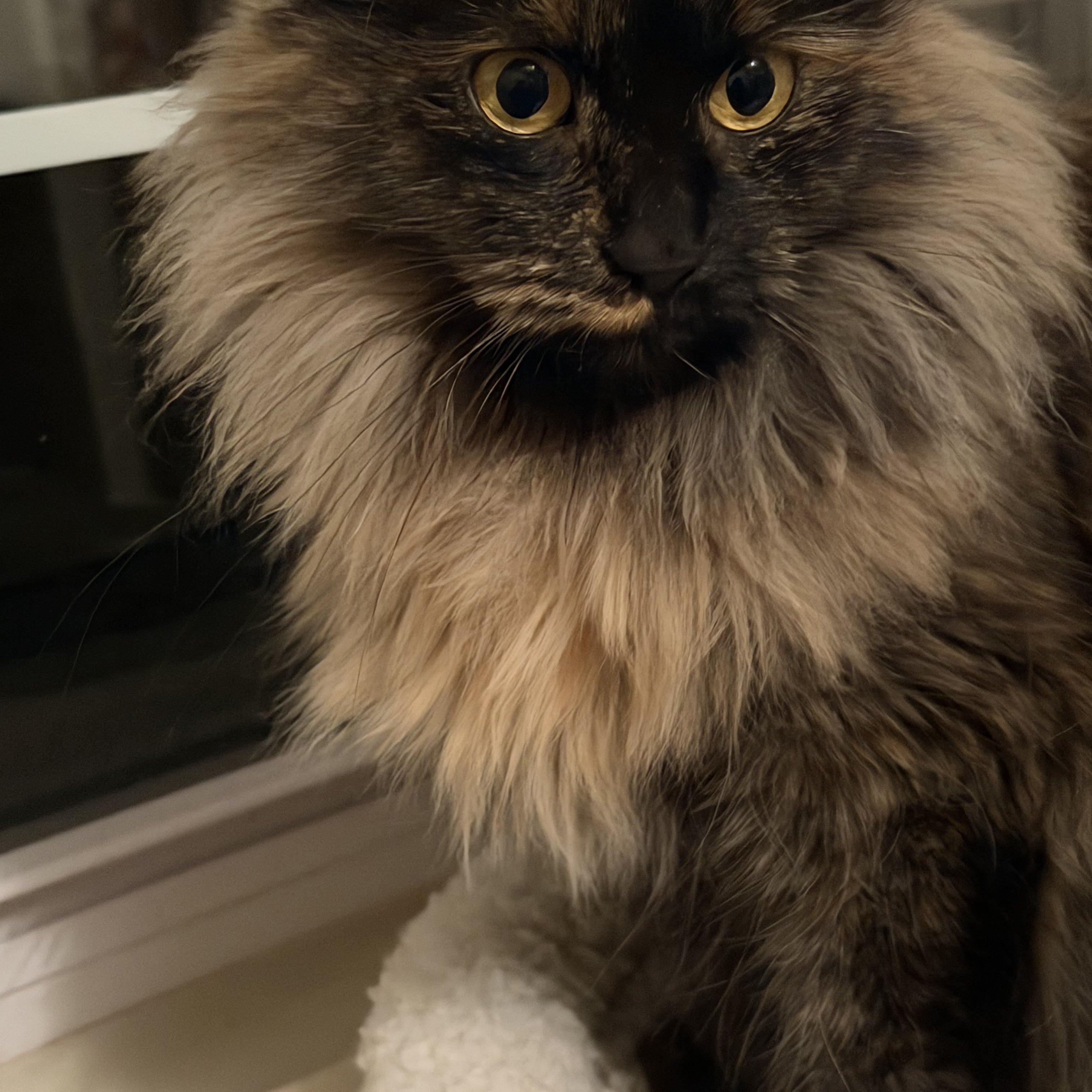 NALA, a ADOPTABLE mixed breed in Churchville, PA image 1/3