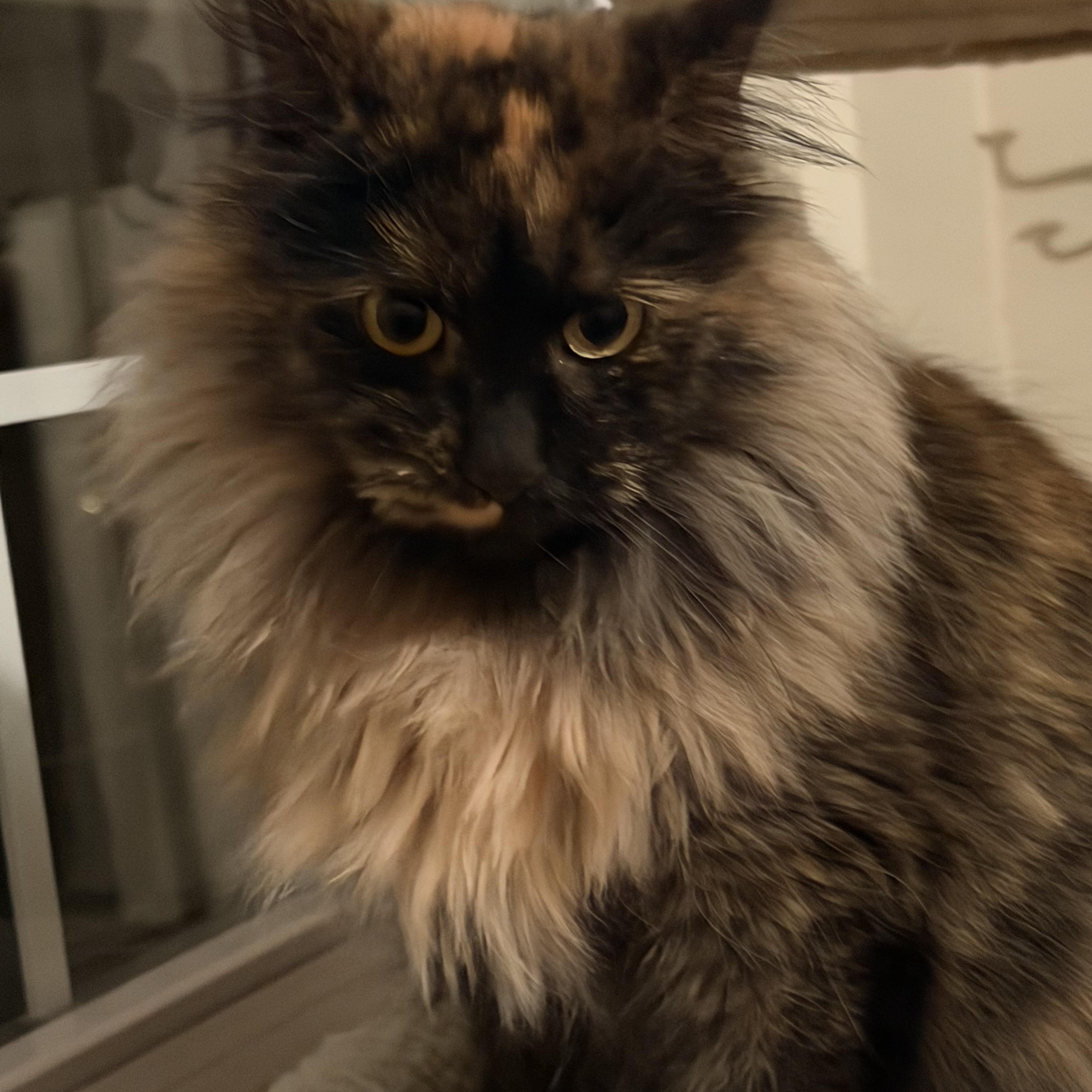 NALA, a ADOPTABLE mixed breed in Churchville, PA image 2/3