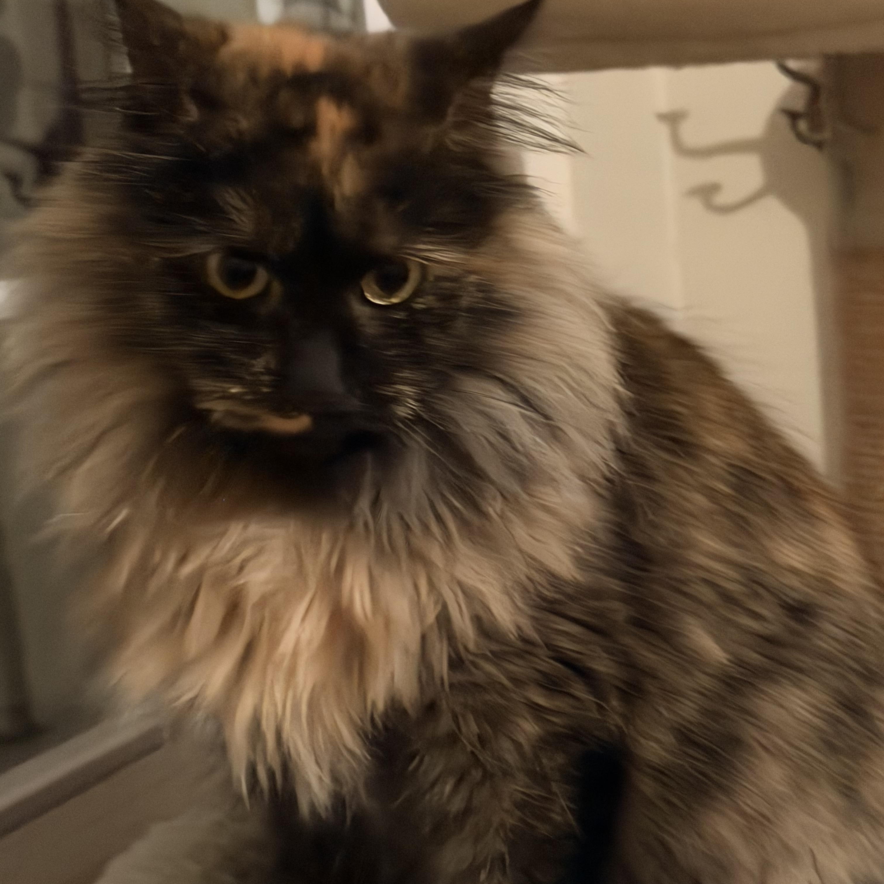 NALA, a ADOPTABLE mixed breed in Churchville, PA image 3/3