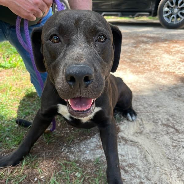 Gideon, Adult Male Black Labrador Retriever