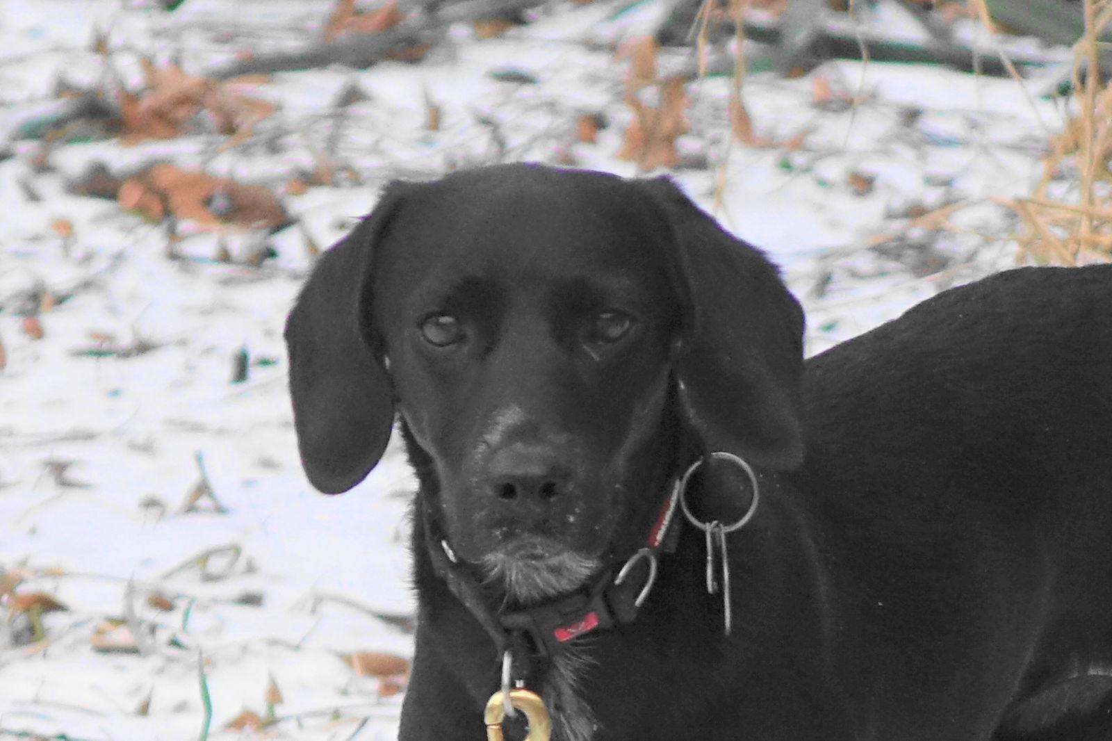 Faith, Adoptable, Young Female Beagle & Labrador Retriever.