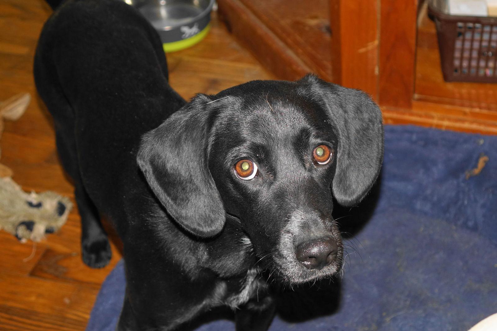 Enlarge Faith, a Adopted mixed breed in Doylestown, PA image 2/3