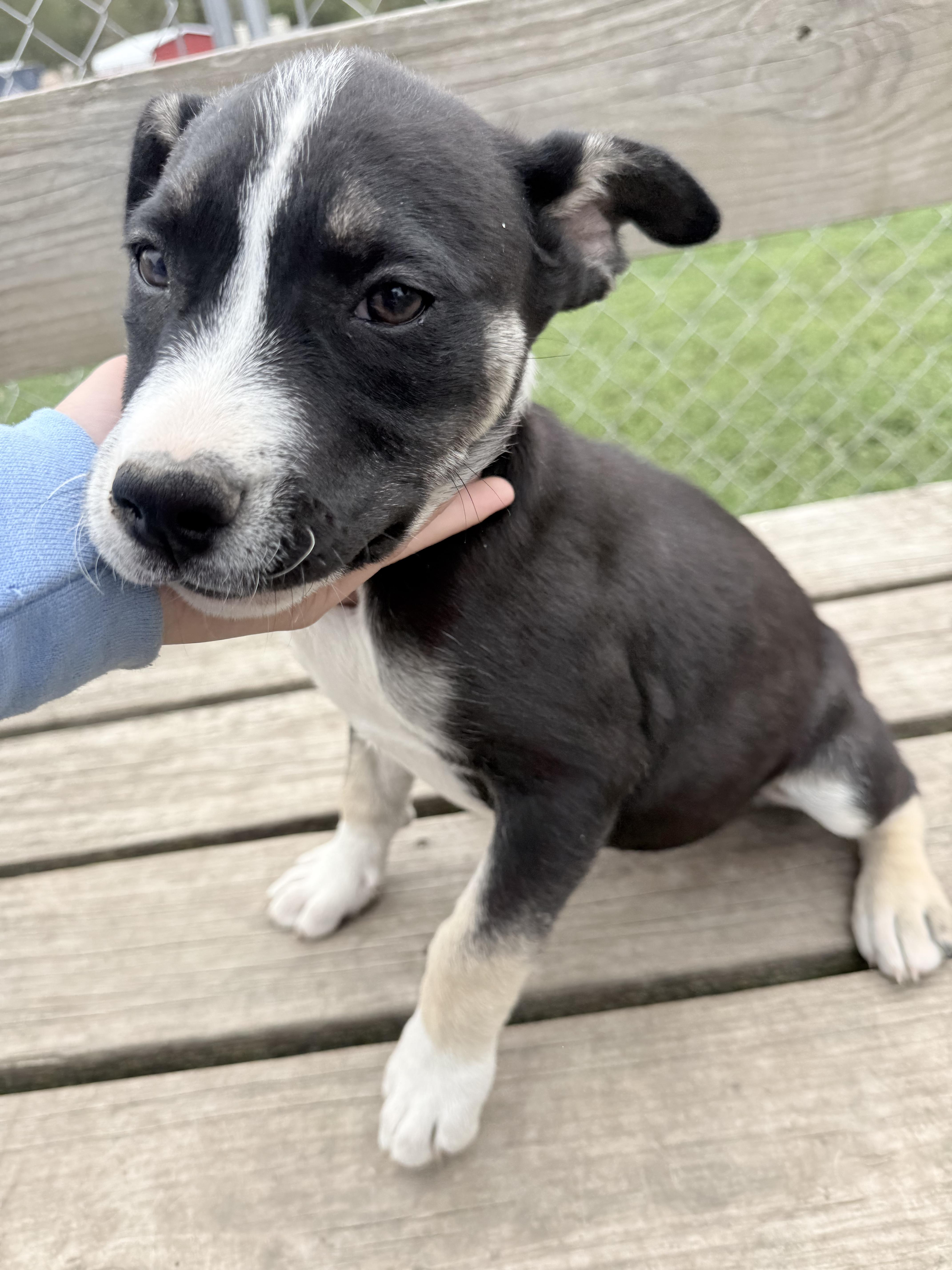 Enlarge Annie, a ADOPTABLE mixed breed in Murray, NE image 4/4
