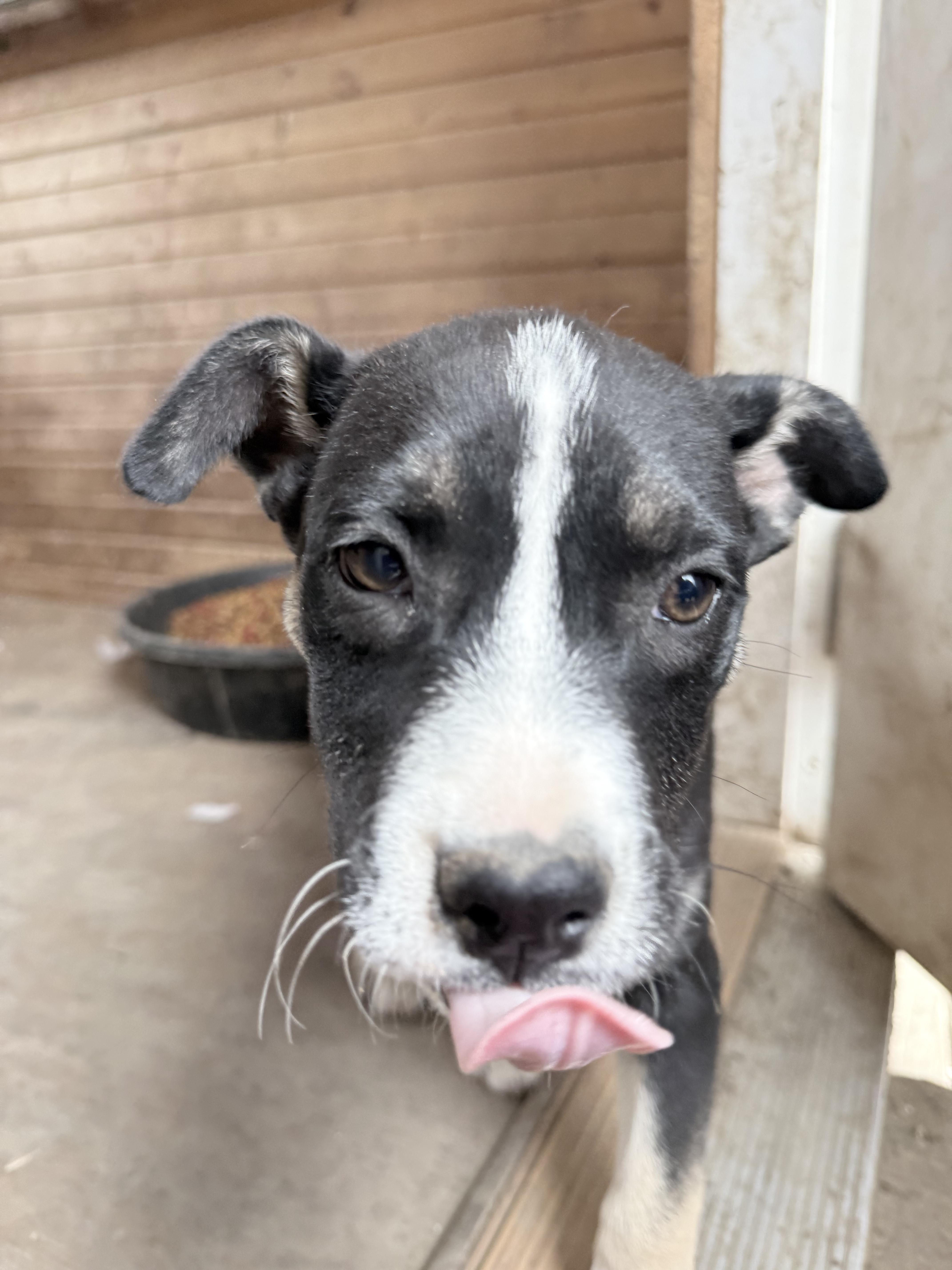 Enlarge Annie, a ADOPTABLE mixed breed in Murray, NE image 3/4
