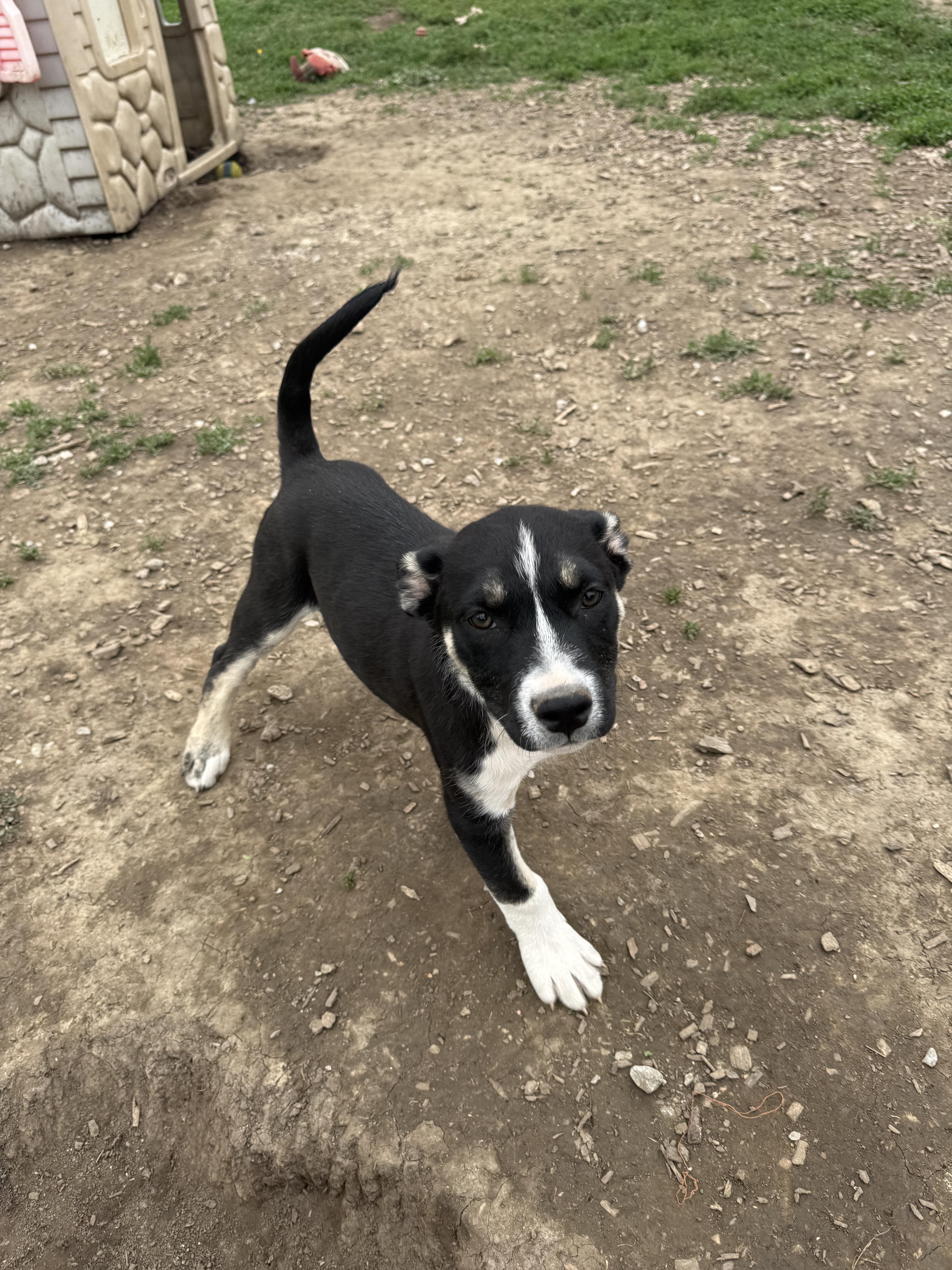 Annie, ADOPTABLE, Young Female Husky.